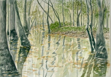 Sipsey Swamp
watercolor
13” x 19”